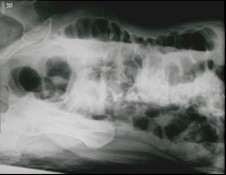 Ilustracja do pytania 21