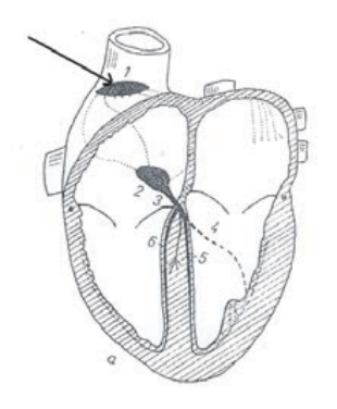 Ilustracja do pytania 12