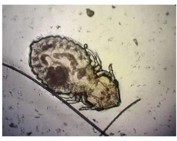 Ilustracja do pytania 13