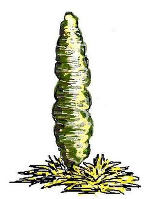 Ilustracja do pytania 39