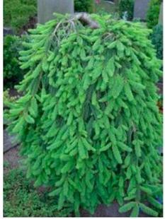 Ilustracja do pytania 7