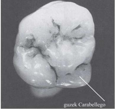 Ilustracja do pytania 25