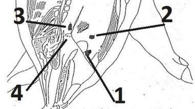 Ilustracja do pytania 30