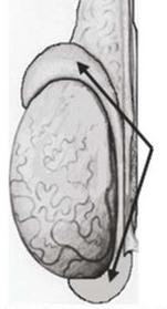 Ilustracja do pytania 5