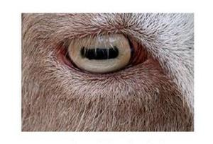 Ilustracja do pytania 25