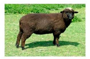 Ilustracja do pytania