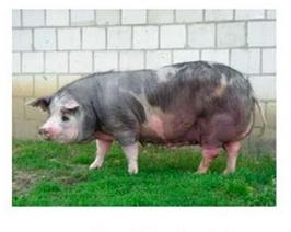 Ilustracja do pytania 3