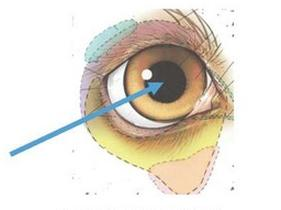 Ilustracja do pytania 34