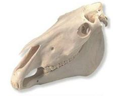 Ilustracja do pytania 24