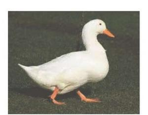 Ilustracja do pytania 23