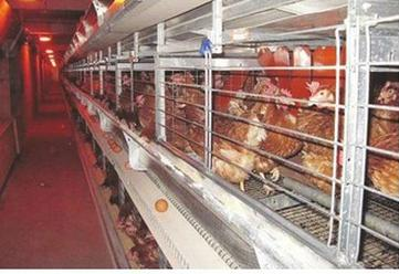 Ilustracja do pytania 36