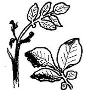 Ilustracja do pytania