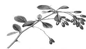 Ilustracja do pytania 20