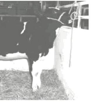 Ilustracja do pytania