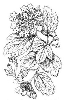 Ilustracja do pytania 36