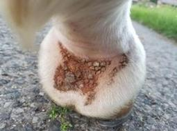 Ilustracja do pytania