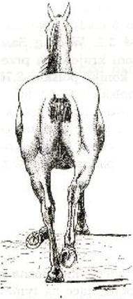 Ilustracja do pytania 29