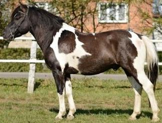 Ilustracja do pytania 18