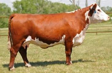 Ilustracja do pytania 13