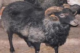 Ilustracja do pytania