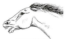 Ilustracja do pytania 11