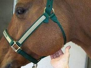 Ilustracja do pytania 12