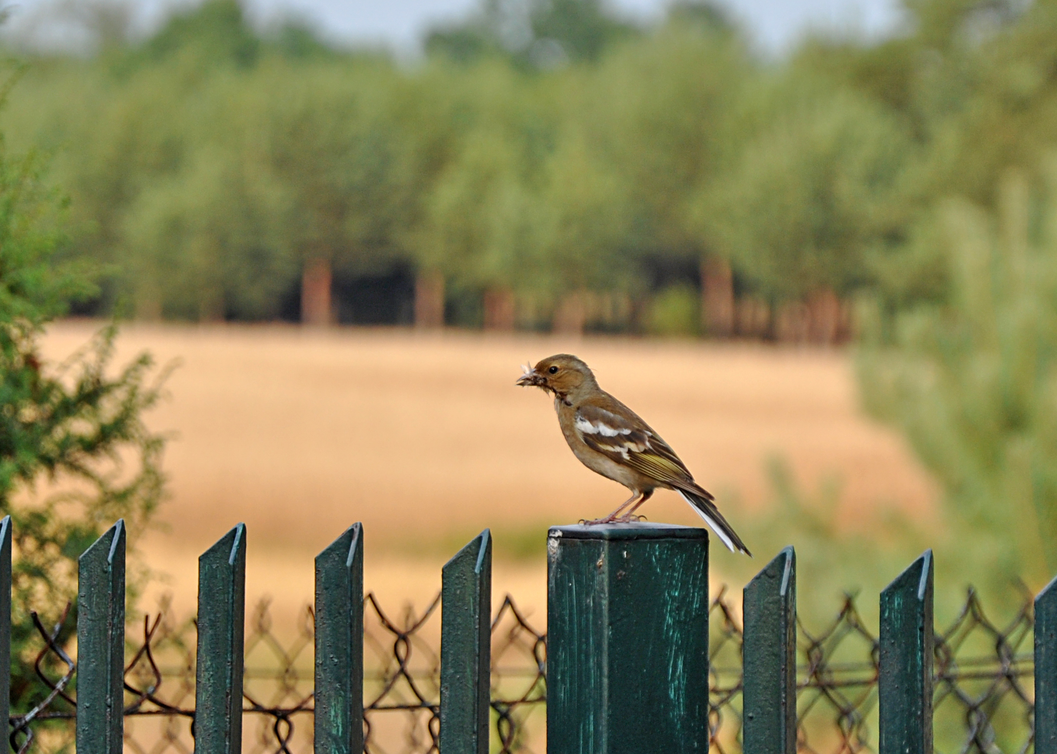 Ilustracja do pytania 14