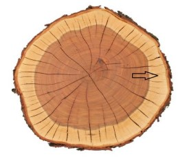 Ilustracja do pytania 5