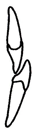 Ilustracja do pytania 39