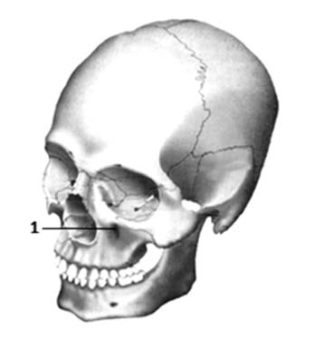Ilustracja do pytania 33