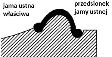 Ilustracja do odpowiedzi D