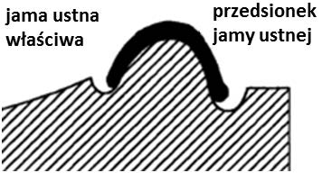 Ilustracja do odpowiedzi C