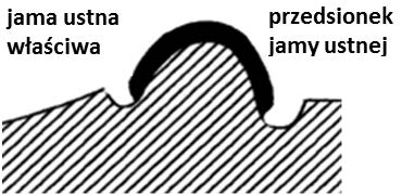 Ilustracja do odpowiedzi B