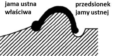 Ilustracja do odpowiedzi A