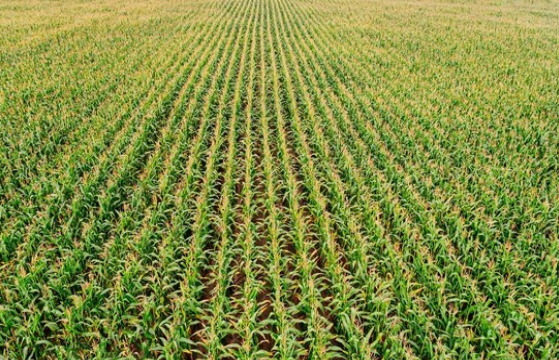 Ilustracja do odpowiedzi D