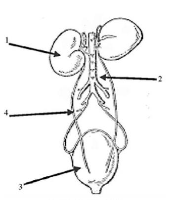 Ilustracja do pytania