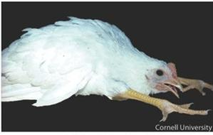 Ilustracja do pytania