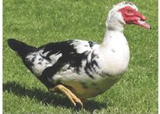 Ilustracja do pytania