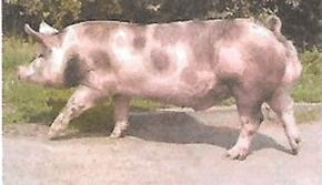 Ilustracja do pytania