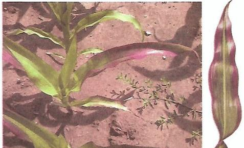 Ilustracja do pytania