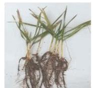 Ilustracja do pytania