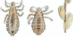 Ilustracja do pytania