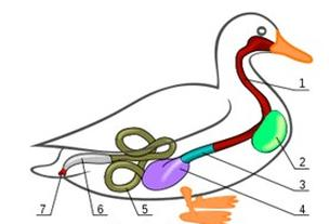 Ilustracja do pytania