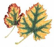 Ilustracja do pytania