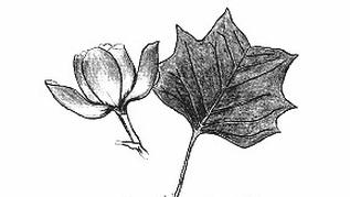 Ilustracja do pytania