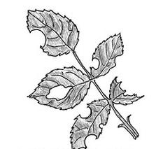 Ilustracja do pytania