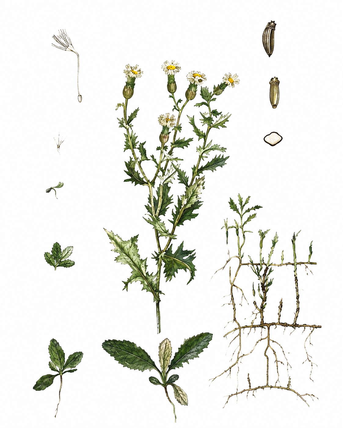 Ilustracja do pytania