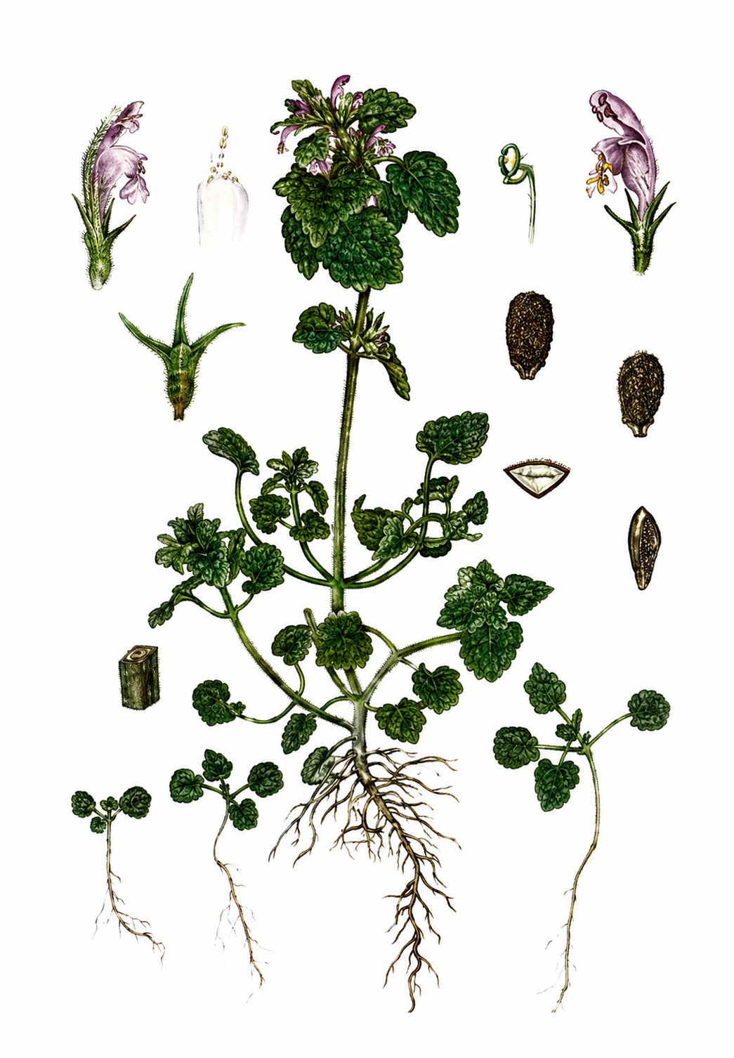 Ilustracja do pytania