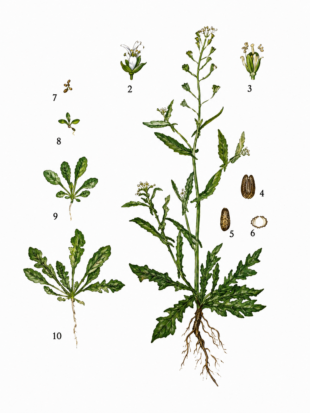 Ilustracja do pytania