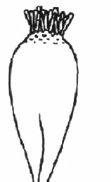 Ilustracja do odpowiedzi C